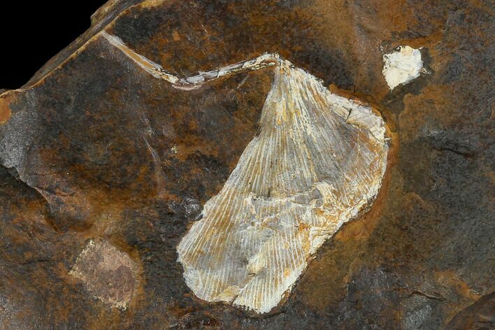 Fossil Ginkgo Leaf From North Dakota - Paleocene #130426